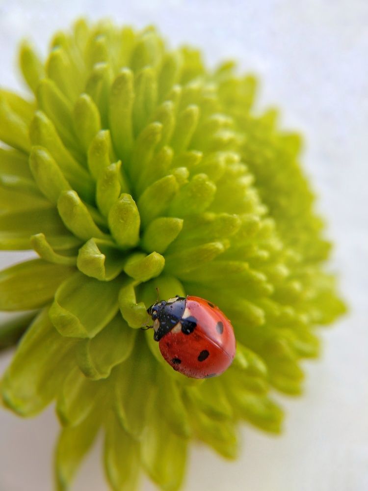 Photograph by Елена Галкина