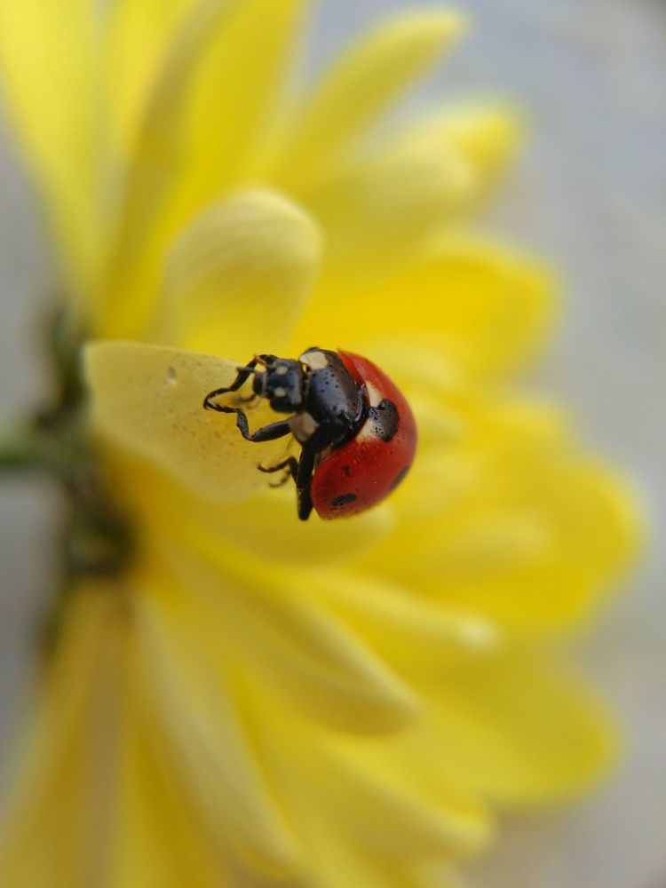 Photograph by Елена Галкина