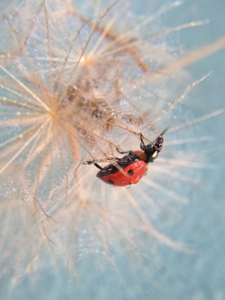 Photograph by Елена Галкина