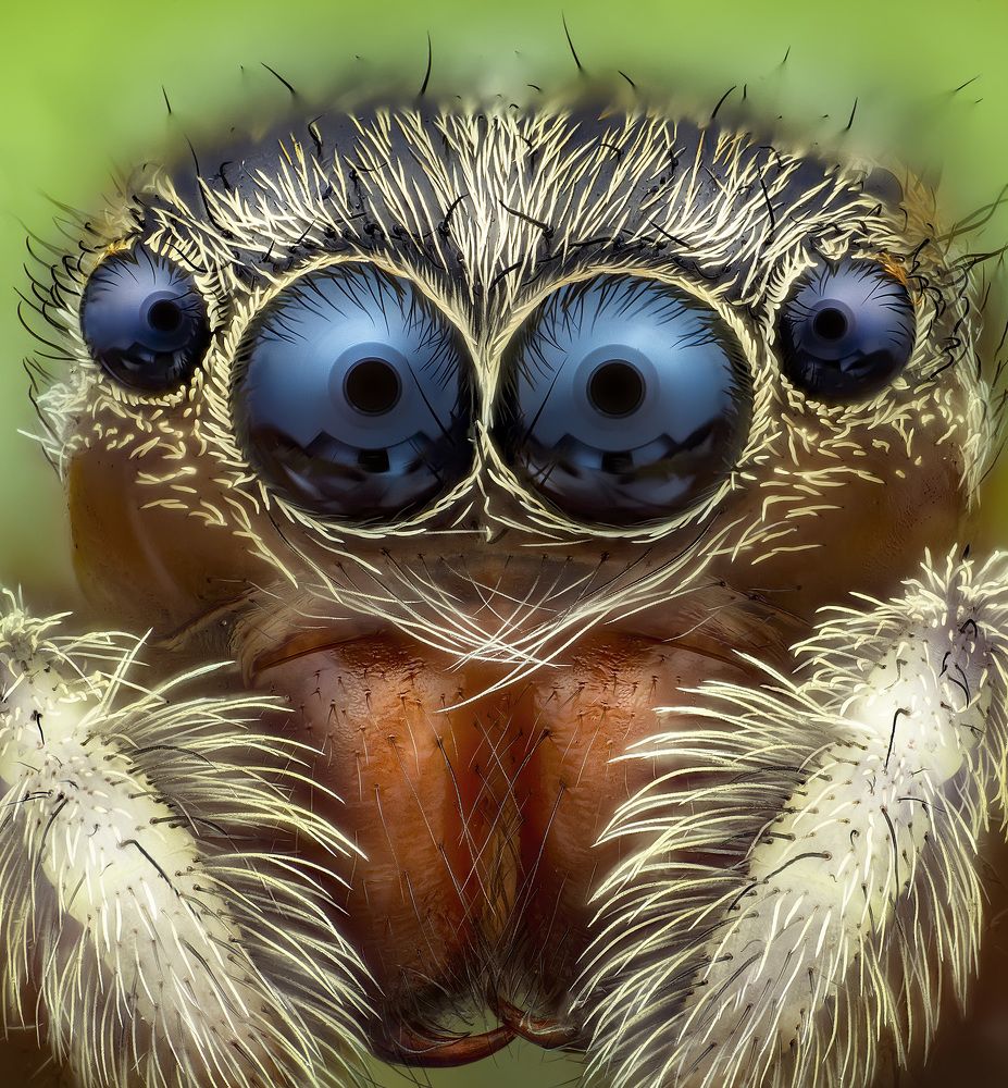 Jumping Spider
