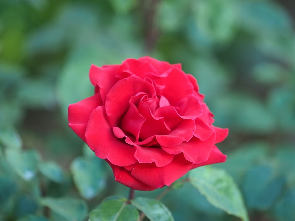 Photograph by Сергей Борисов