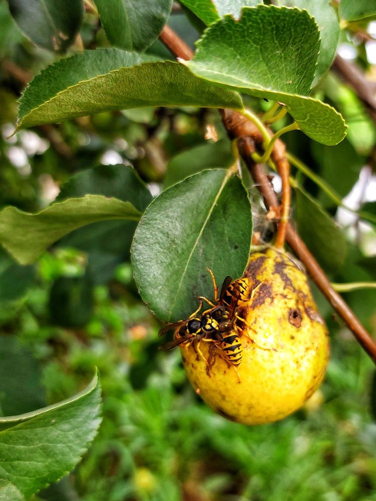 Photograph by Ирина Лучинская