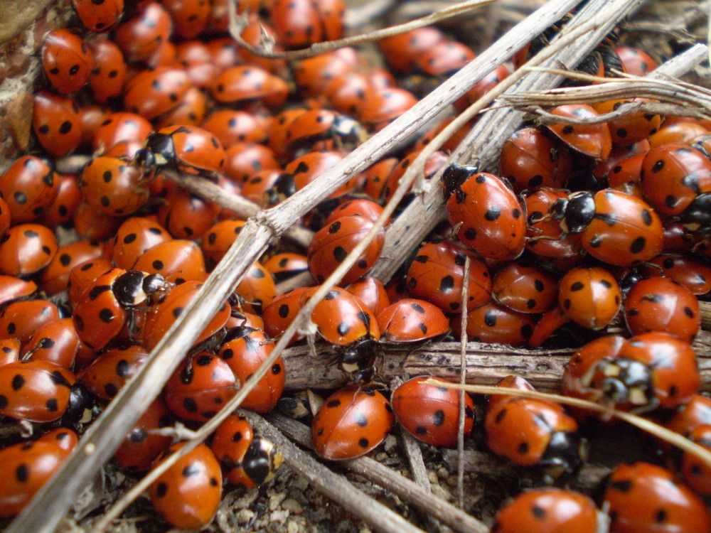 Photograph by Наталья Анисимова