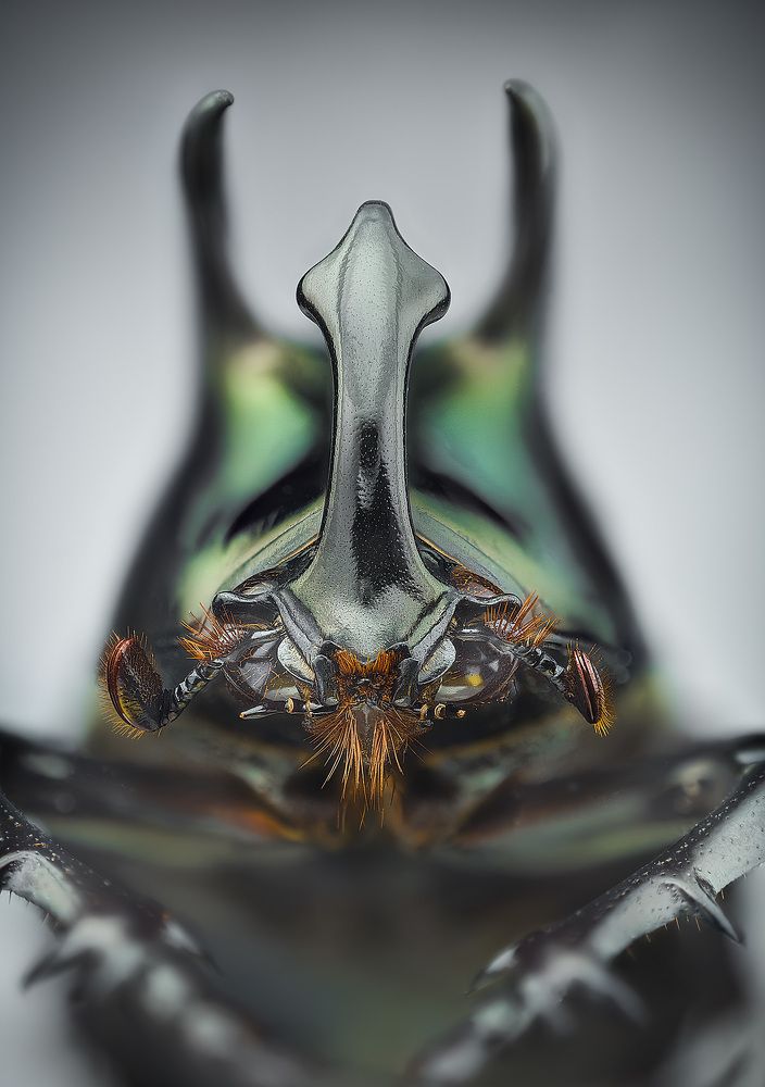 Chalcosoma keyboh beetle