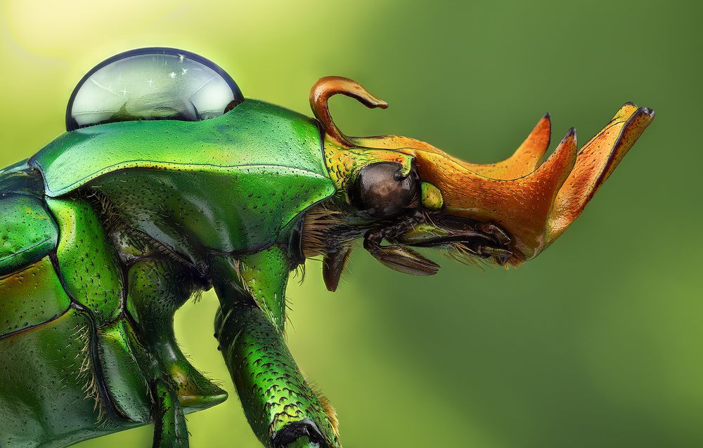 Taurrhina longiceps and water drop