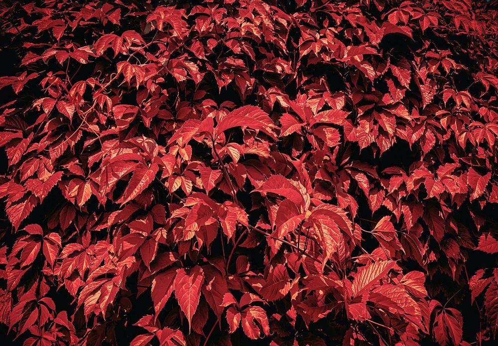 Photograph by Nakiato