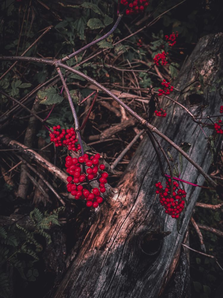 Photograph by Nakiato