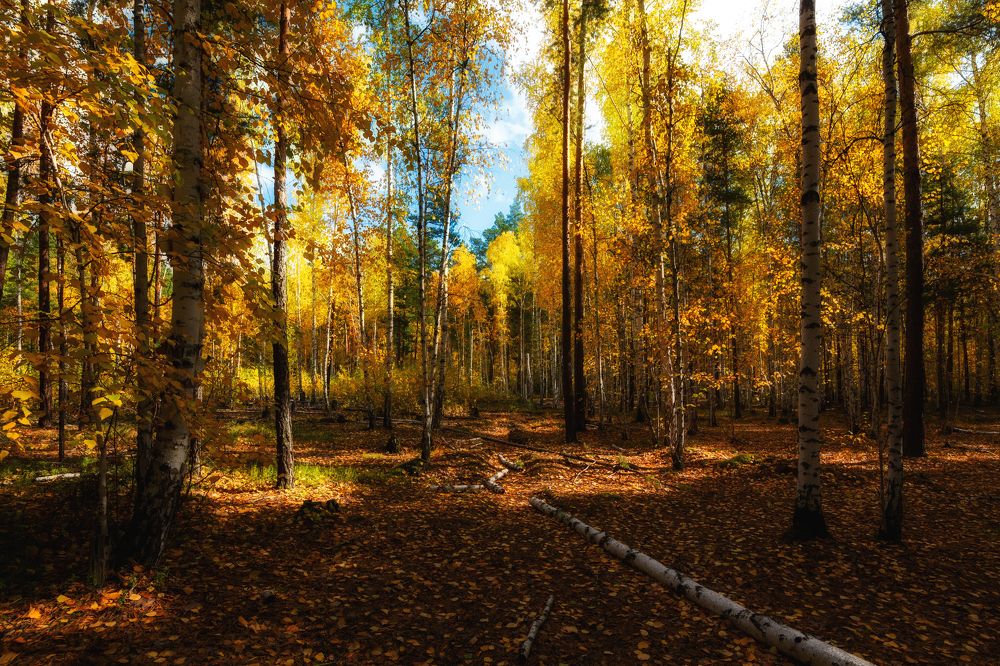 Photograph by Алексеев Саша