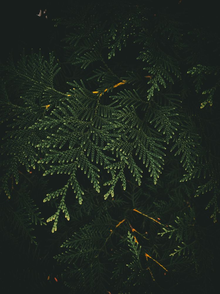 Photograph by Nakiato