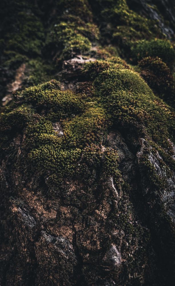 Photograph by Nakiato