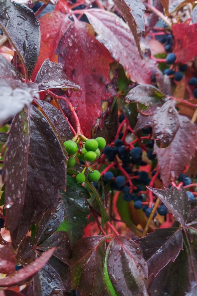 Photograph by Анна