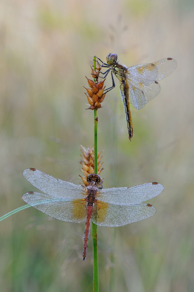 Хрустальные крылья.