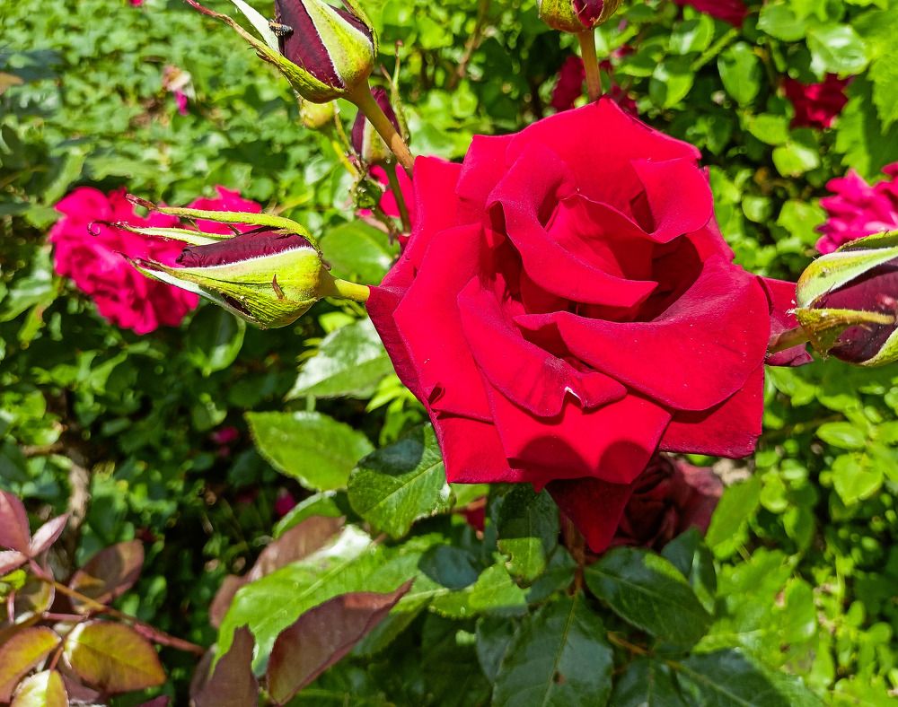 Photograph by Олег Башкуров