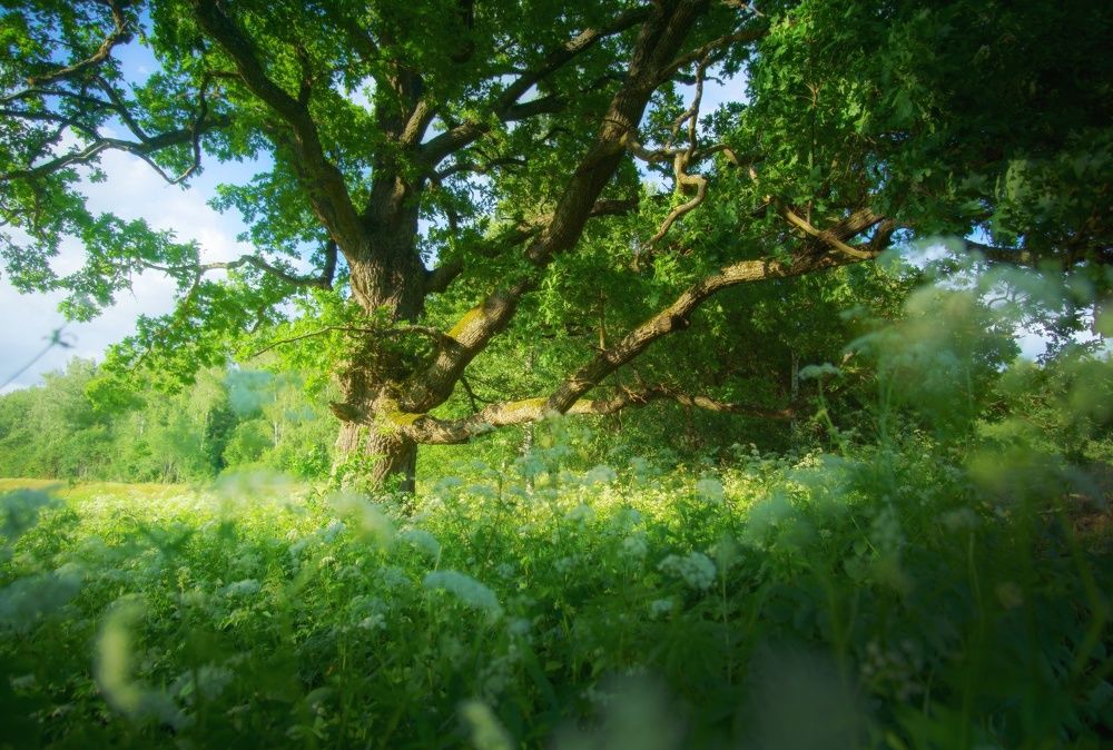 Фотография автора Андрей Врубель