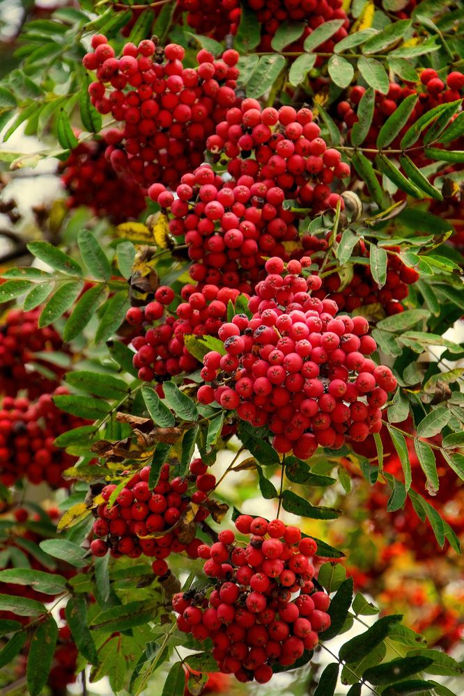 Рябина поспела