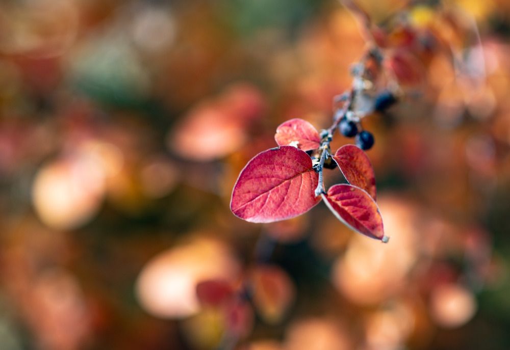 Photograph by Сергей Антонюк