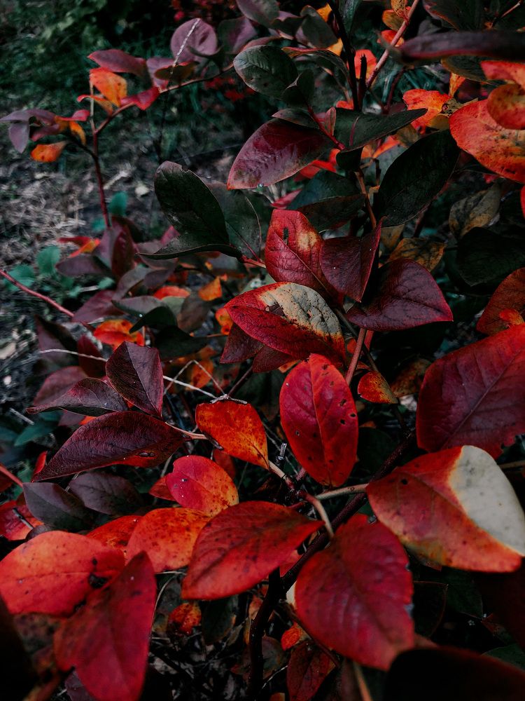 Photograph by Кристина Луканова