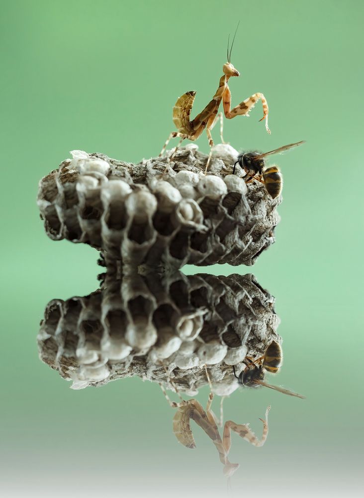 Photograph by Юлия Яремко