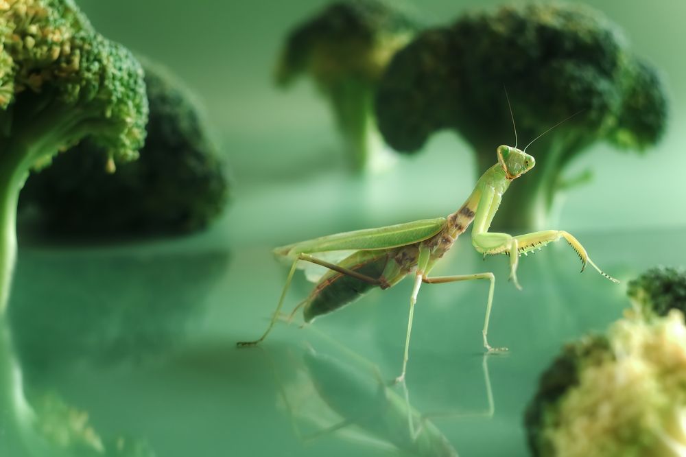 Photograph by Юлия Яремко