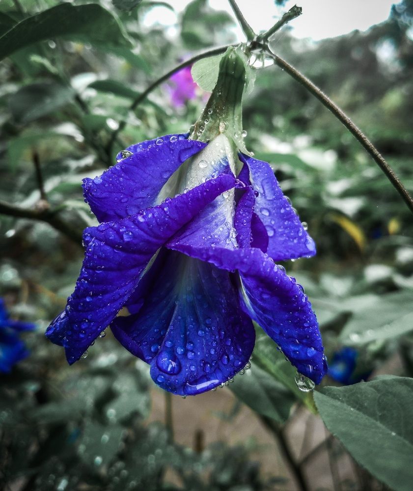 Photograph by lahiru sandaruwan