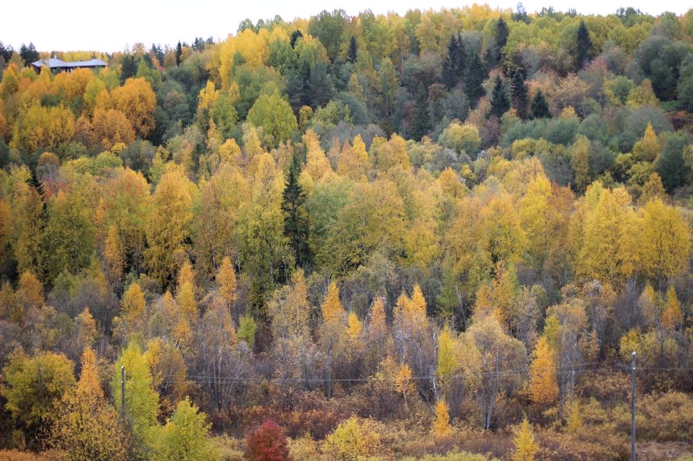 Photograph by Елена Петрова