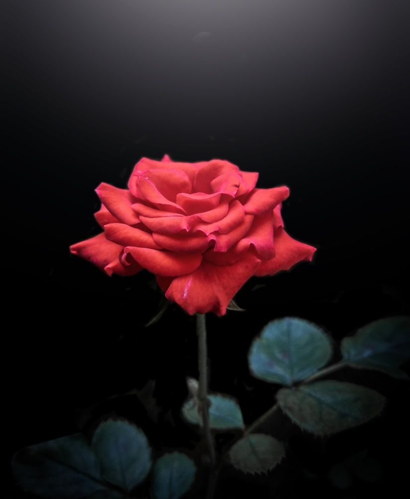 Photograph by lahiru sandaruwan
