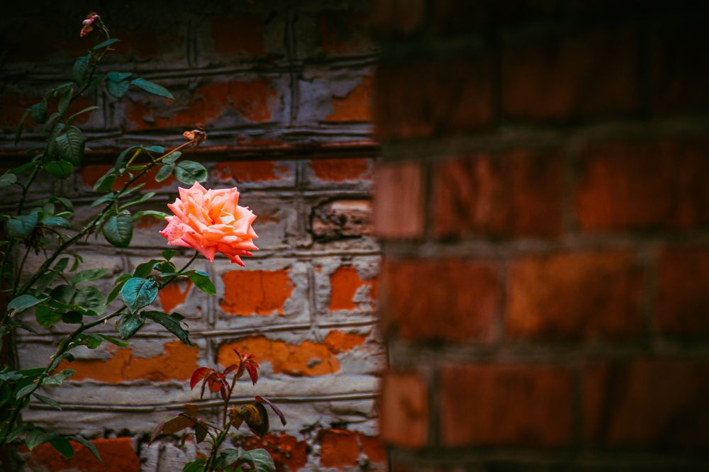 Фотография автора OXANA MARSOVA