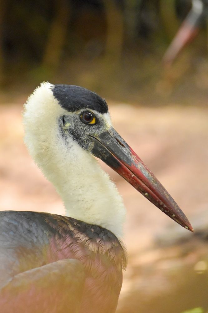 Photograph by Ajay Fajar PR