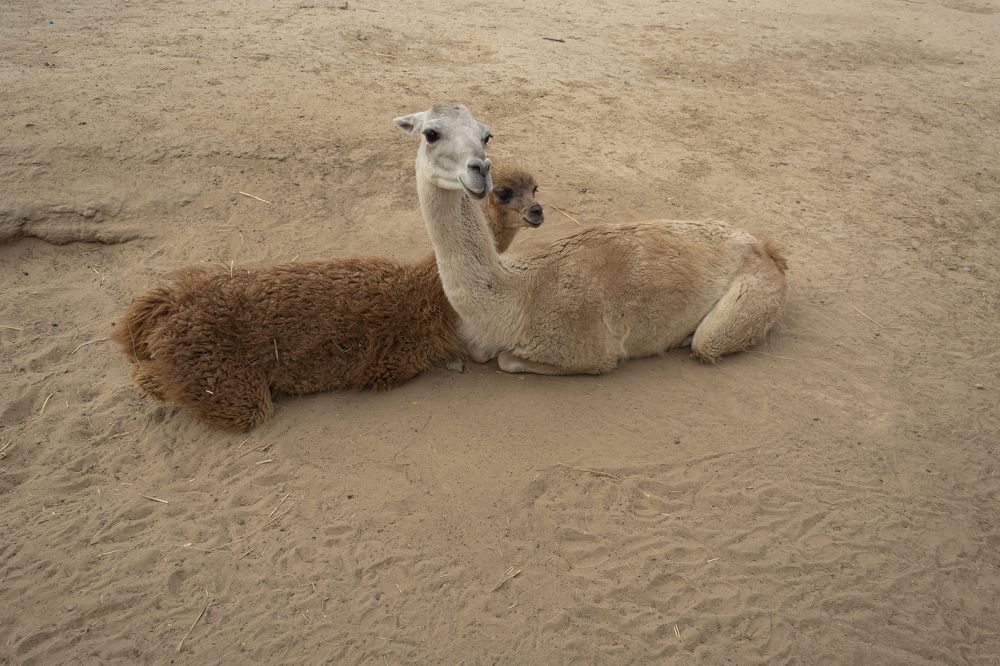 Photograph by Ирина Тихомирова