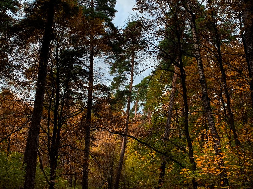 Photograph by Юлия Чиклеева