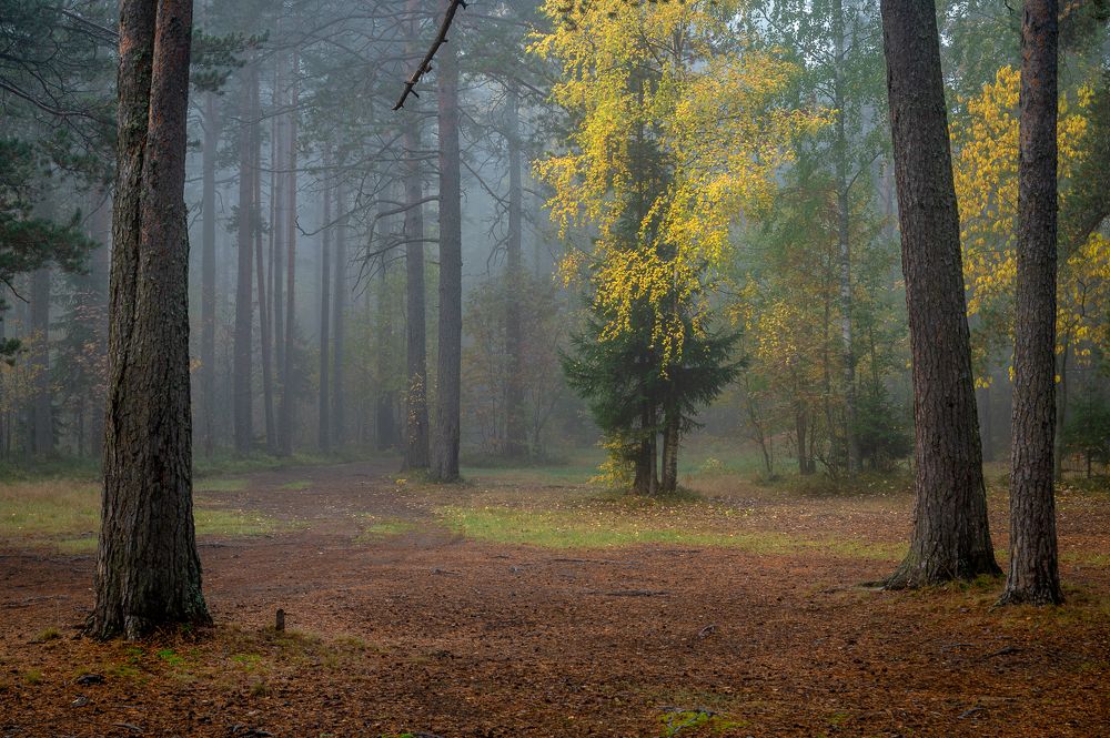 Фотография автора Андрей Васильев