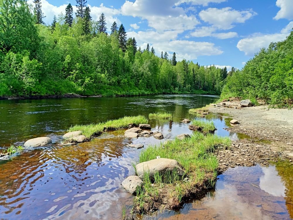 Лесная река