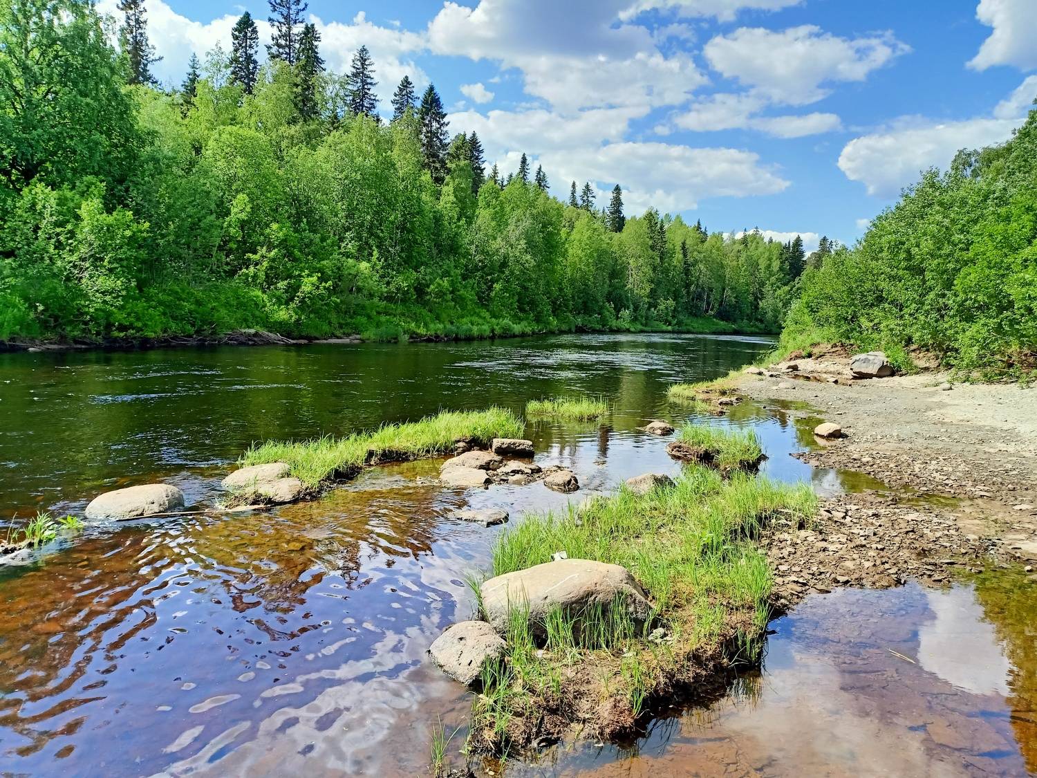 Лесная река