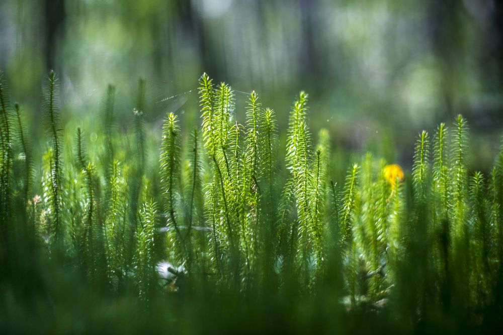 Photograph by Василий Либко