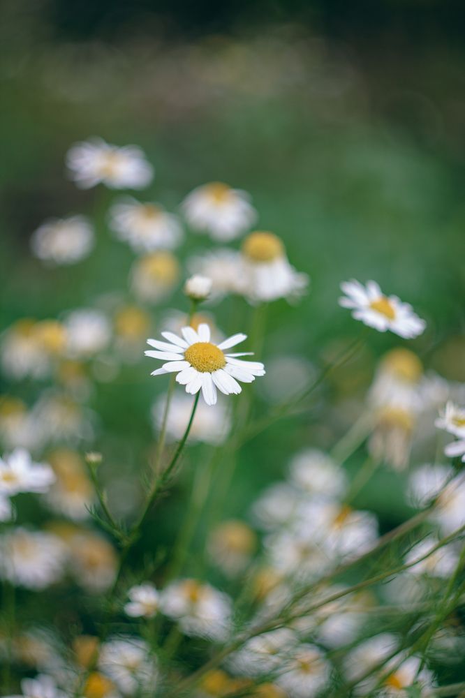 Photograph by Екатерина Печеркина