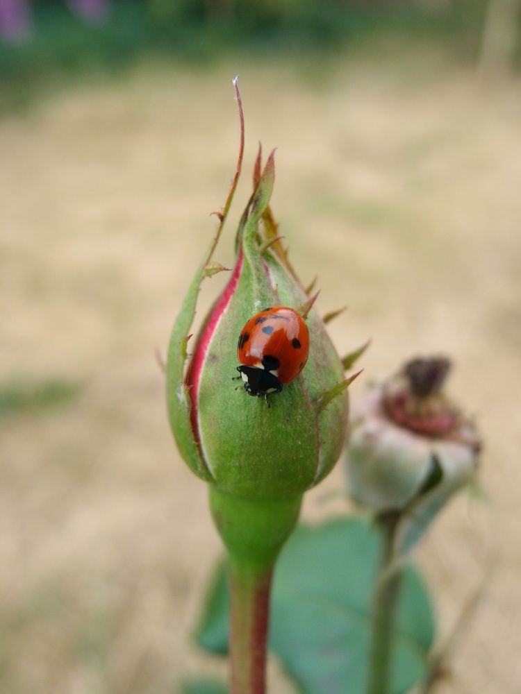 Photograph by Ксения Сёмина