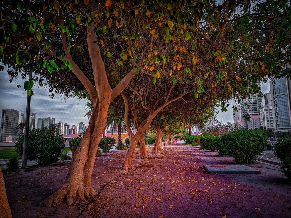 Фотография автора Saeed imam jaffar