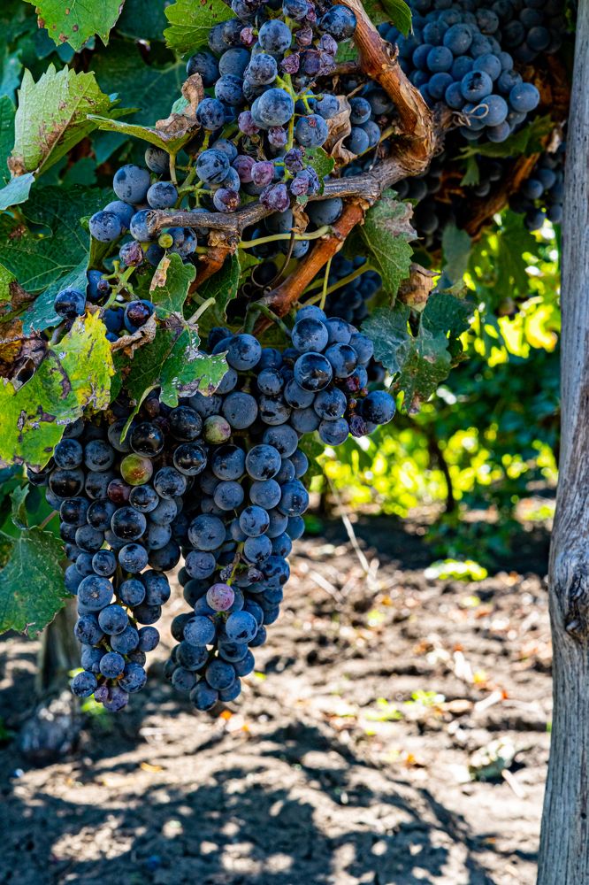 Фотография автора Natallia Kirpichova