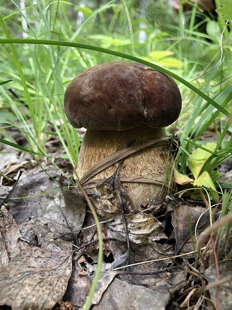 Фотография автора Елена Коробкова