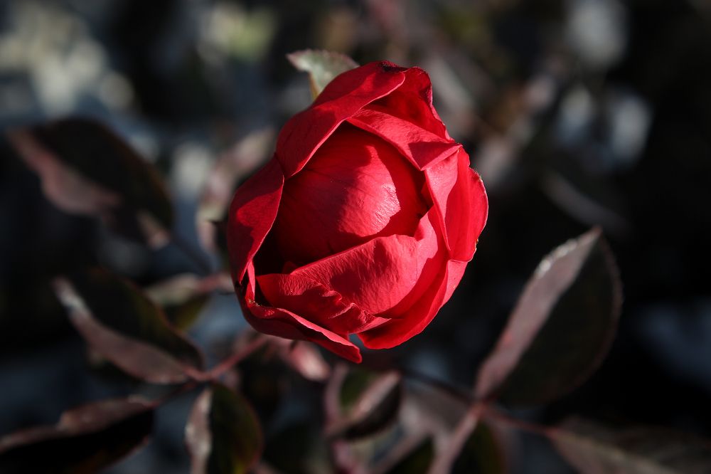 Photograph by Яна Кисловская