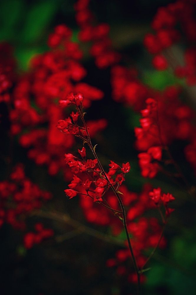 Photograph by Виолетта Рябова