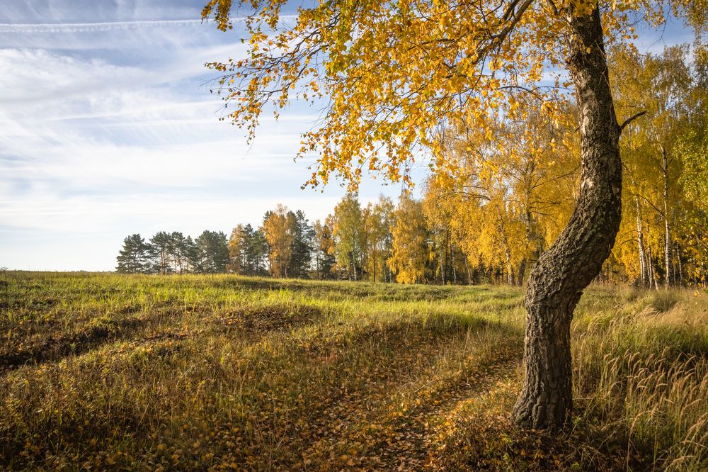 Березовое утро