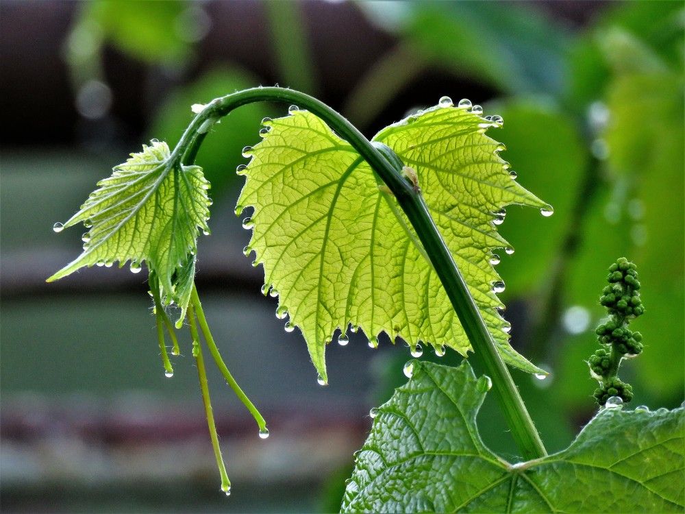 Photograph by НАТАЛЬЯ РОДИНА