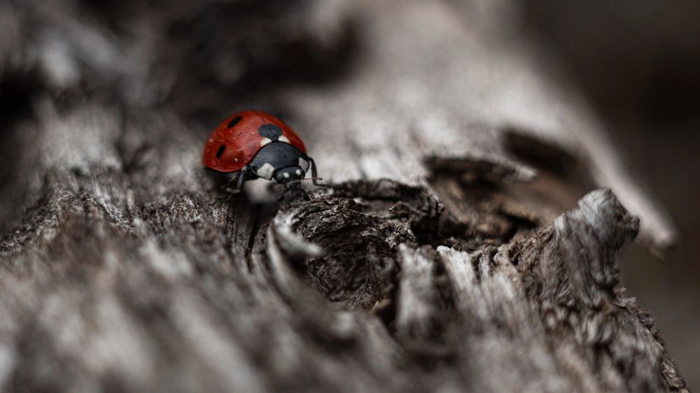 Photograph by Мария Стихарева