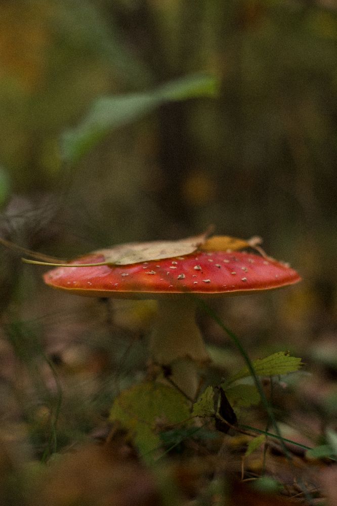 Photograph by Елена Саливон