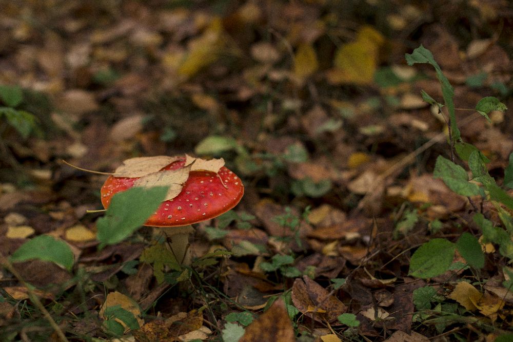 Photograph by Елена Саливон