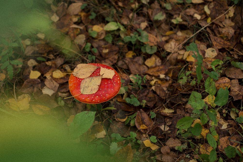 Photograph by Елена Саливон