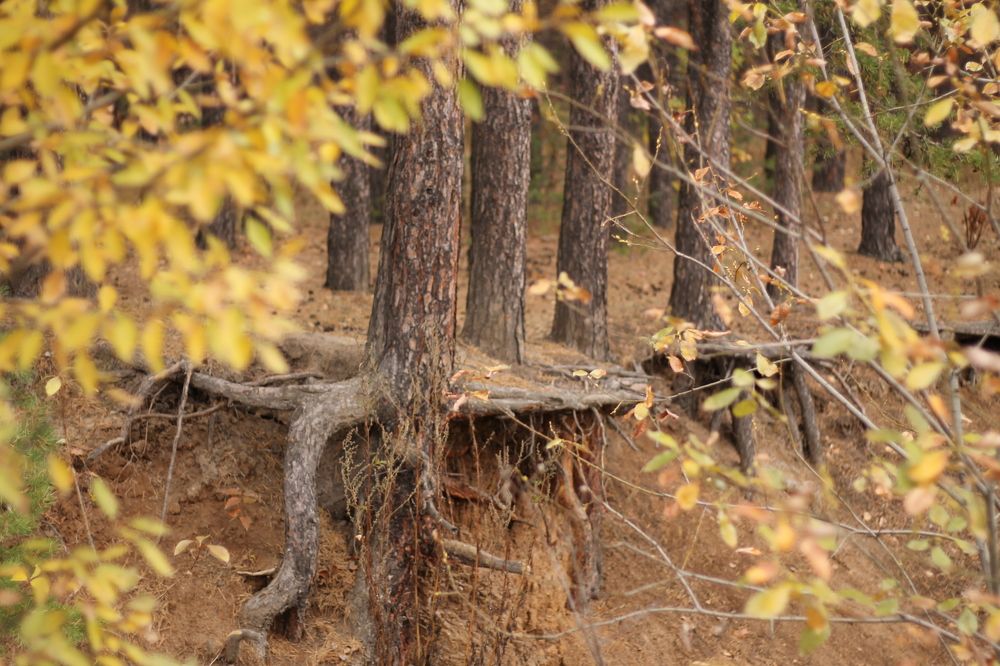 Photograph by Елена Шихалева