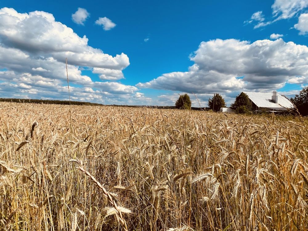 Photograph by Григорий Лыжин