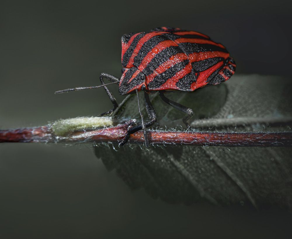 Photograph by Галина Суровицкая